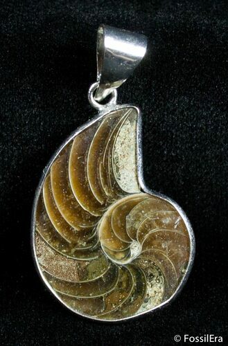 Ammonite Pendant #2871